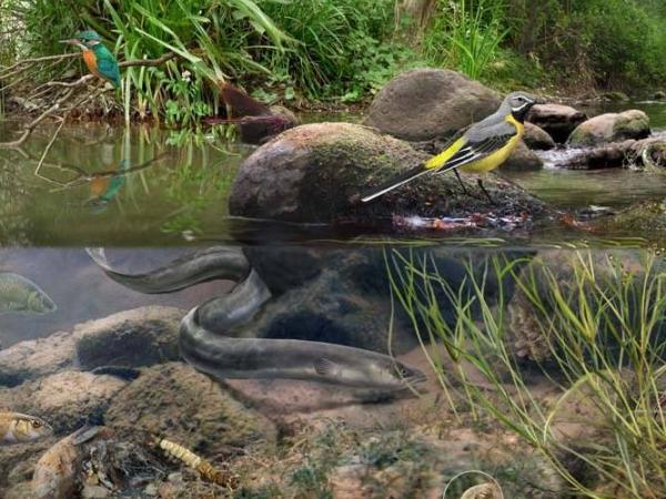 Inspecció del riu Anoia a Martorell