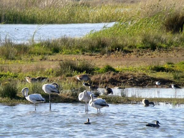 Sortida al Delta del Llobregat