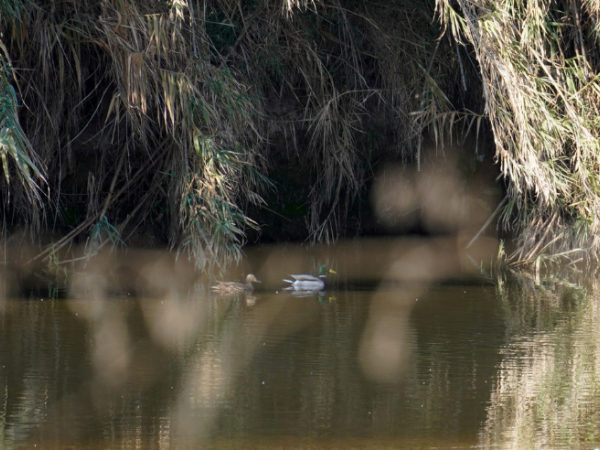 Visita a l'entorn natural: La fauna oculta del Llobregat