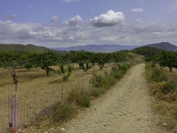 Cirerers de Torrelles de Llobregat