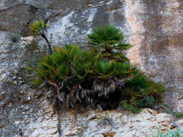 Garraf blanc