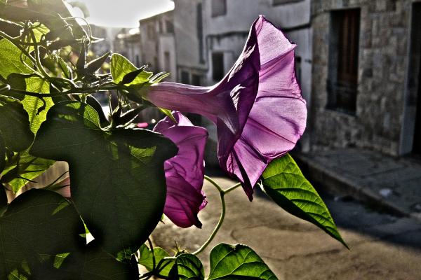 3r premi Jaume Morera Barreda - Flors al carrer d’en Sastra (Olesa de Montserrat).jpg