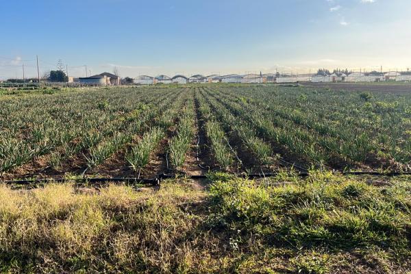 Primera trobada 2024 del Col.lectiu Sabors de l'Horta del Baix Llobregat