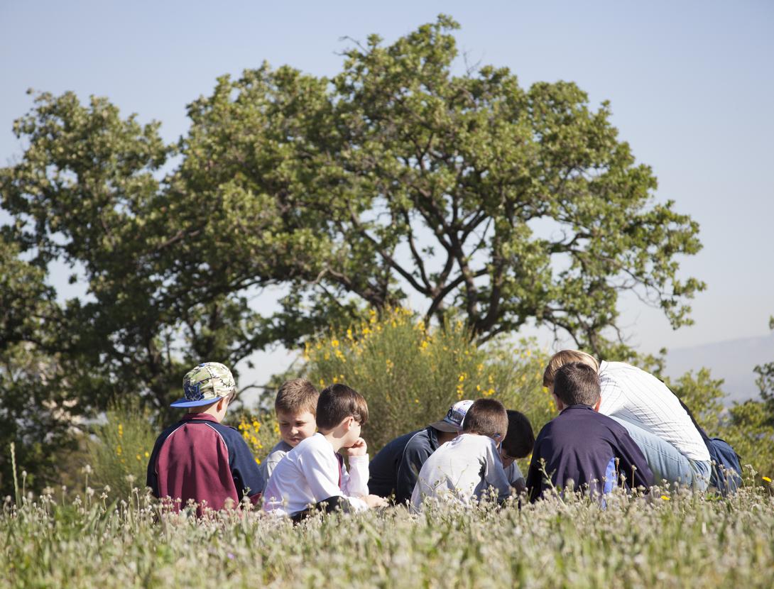 Boscos de ciutat? L'ecologia del parc