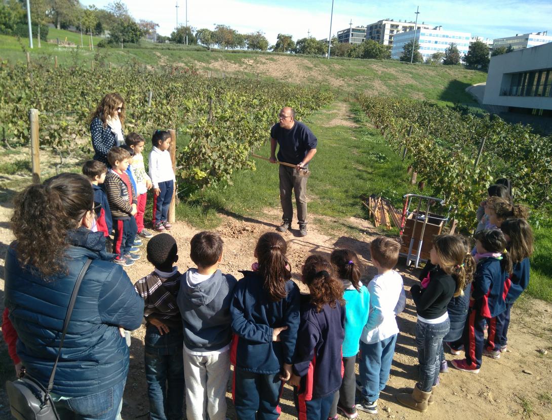 El conreu de la vinya al parc de la Fontsanta
