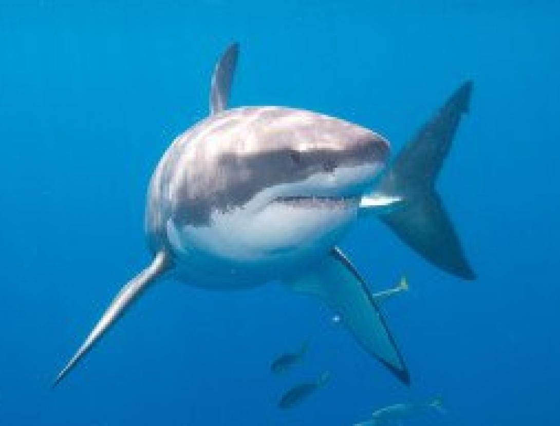 Cuidem_els_taurons (EI).jpg