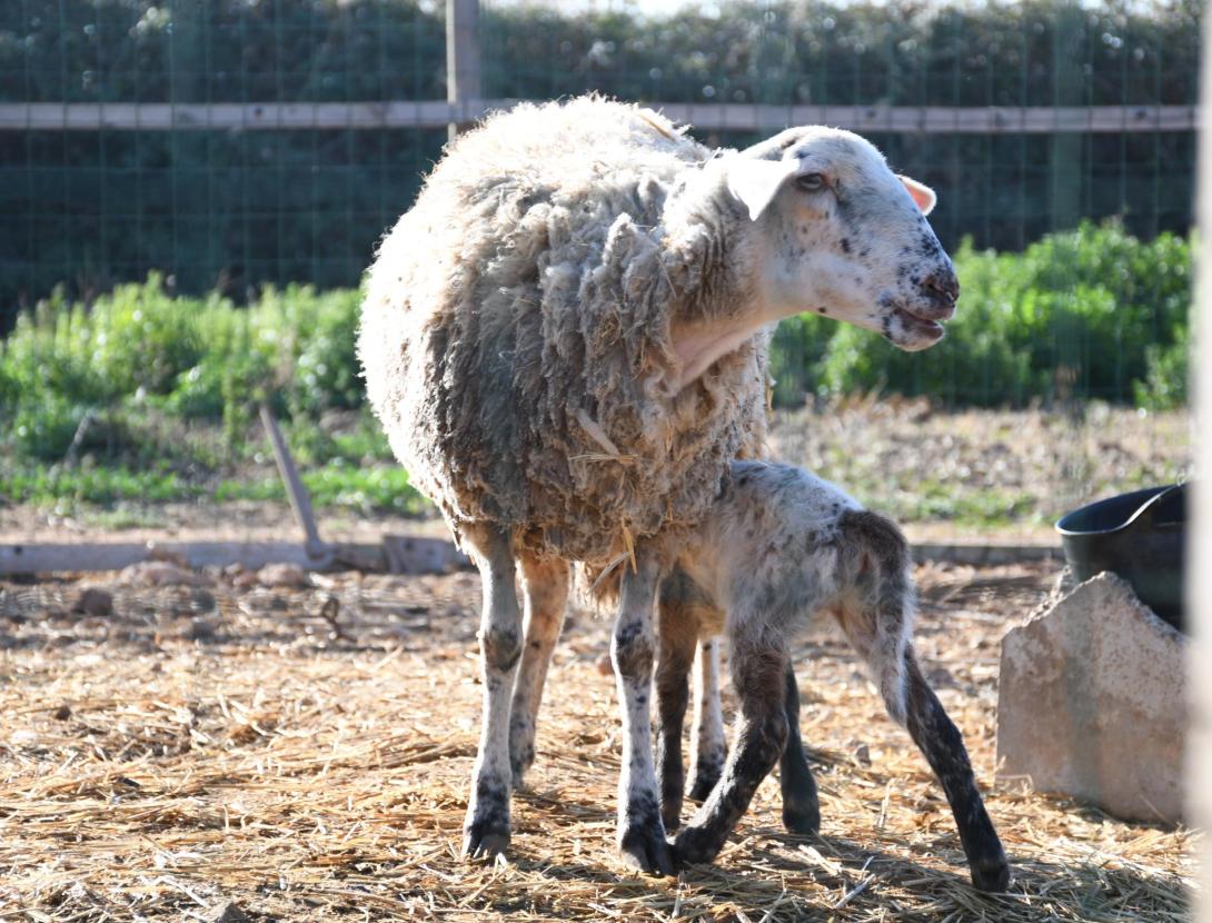 La granja i el món del cavall
