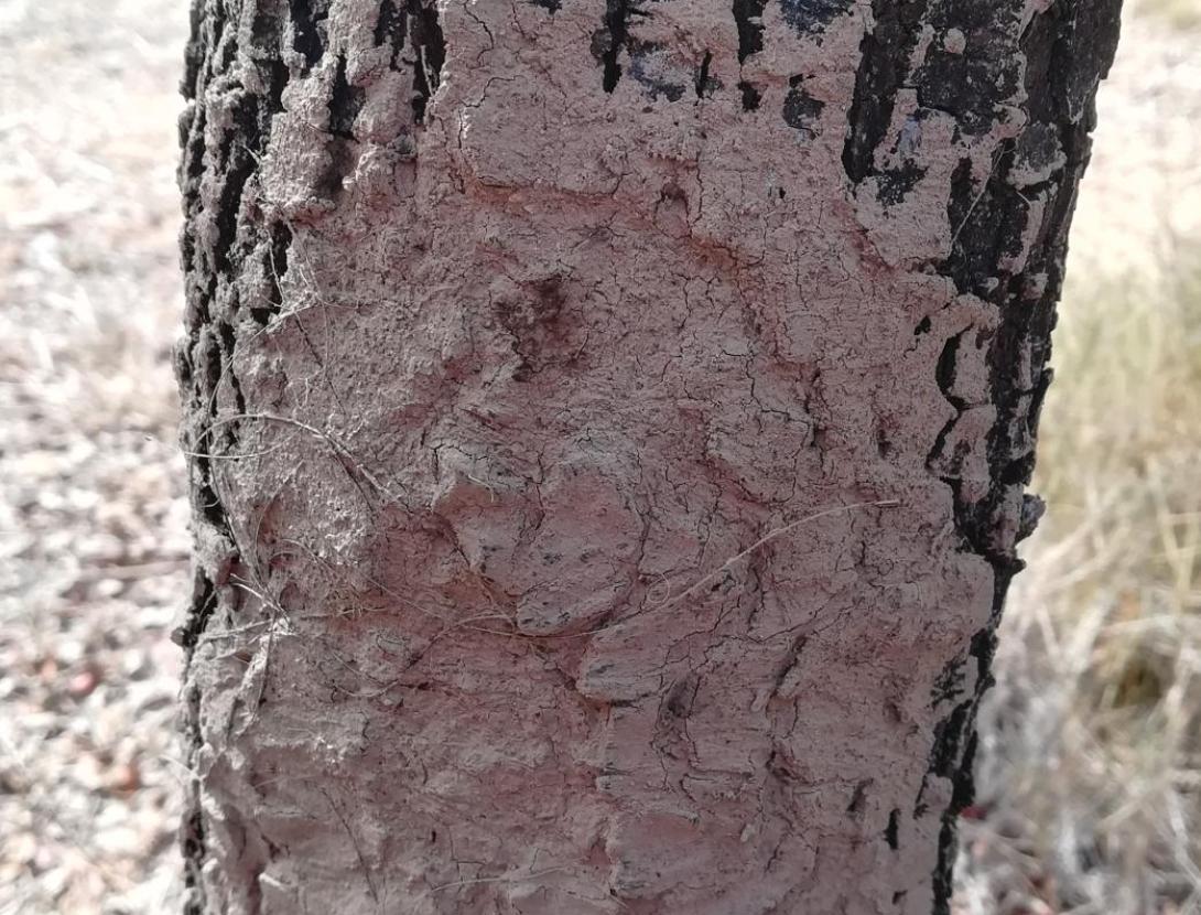 Fauna secreta del bosc