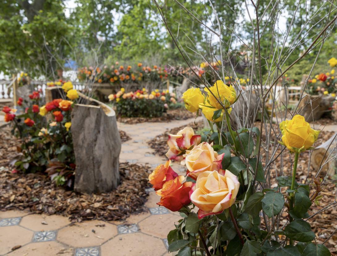 65a Exposició Nacional de Roses