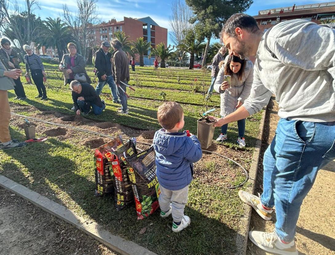 Plantada de rosers al parc Torreblanca
