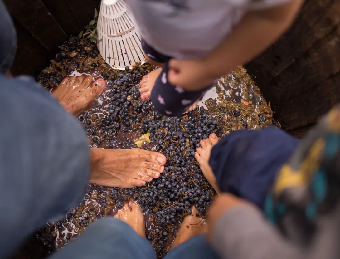 Verema al celler: Dinar de pagès, visita i trepitjada de raïm