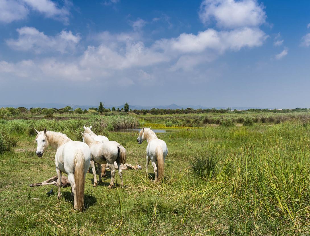 Descobreix la Costa del Delta del Llobregat