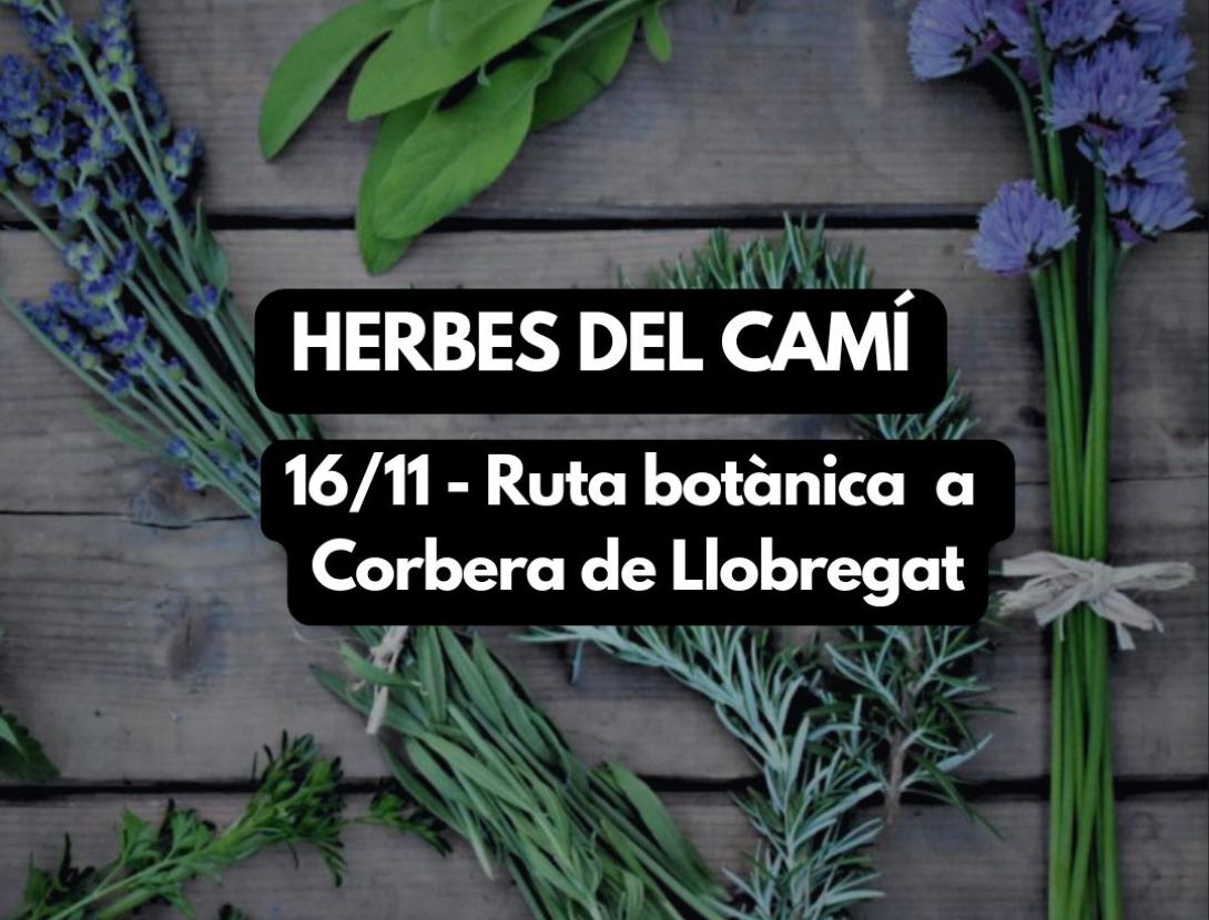 Herbes del Camí