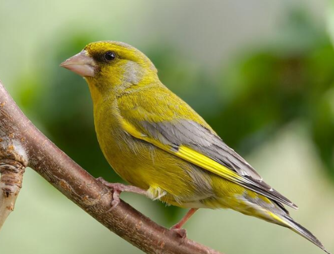 Rutes autoguiades a Corbera de Llobregat